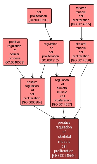 GO:0014858 - positive regulation of skeletal muscle cell proliferation (interactive image map)