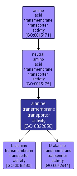 GO:0022858 - alanine transmembrane transporter activity (interactive image map)