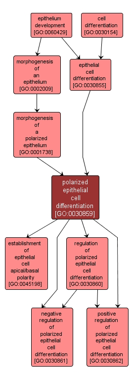 GO:0030859 - polarized epithelial cell differentiation (interactive image map)