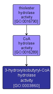 GO:0003860 - 3-hydroxyisobutyryl-CoA hydrolase activity (interactive image map)