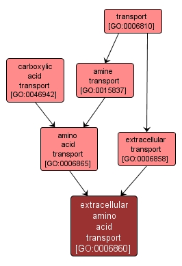 GO:0006860 - extracellular amino acid transport (interactive image map)