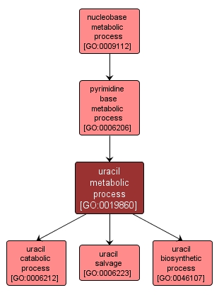 GO:0019860 - uracil metabolic process (interactive image map)