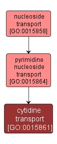 GO:0015861 - cytidine transport (interactive image map)