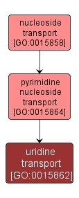 GO:0015862 - uridine transport (interactive image map)