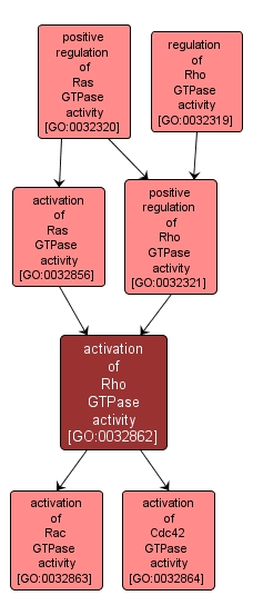 GO:0032862 - activation of Rho GTPase activity (interactive image map)
