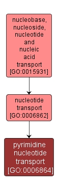 GO:0006864 - pyrimidine nucleotide transport (interactive image map)