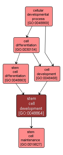 GO:0048864 - stem cell development (interactive image map)