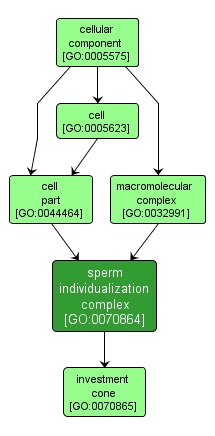 GO:0070864 - sperm individualization complex (interactive image map)