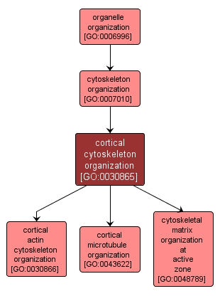 GO:0030865 - cortical cytoskeleton organization (interactive image map)