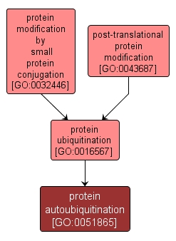 GO:0051865 - protein autoubiquitination (interactive image map)