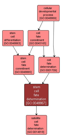 GO:0048867 - stem cell fate determination (interactive image map)