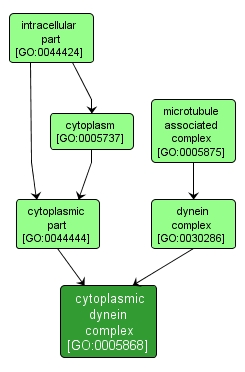 GO:0005868 - cytoplasmic dynein complex (interactive image map)