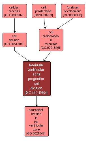 GO:0021869 - forebrain ventricular zone progenitor cell division (interactive image map)
