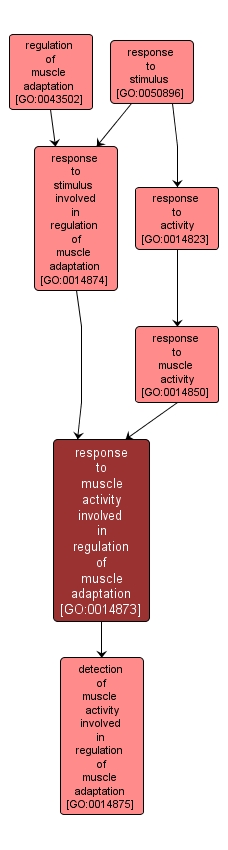 GO:0014873 - response to muscle activity involved in regulation of muscle adaptation (interactive image map)