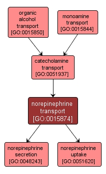 GO:0015874 - norepinephrine transport (interactive image map)