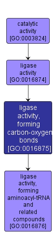 GO:0016875 - ligase activity, forming carbon-oxygen bonds (interactive image map)