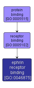 GO:0046875 - ephrin receptor binding (interactive image map)
