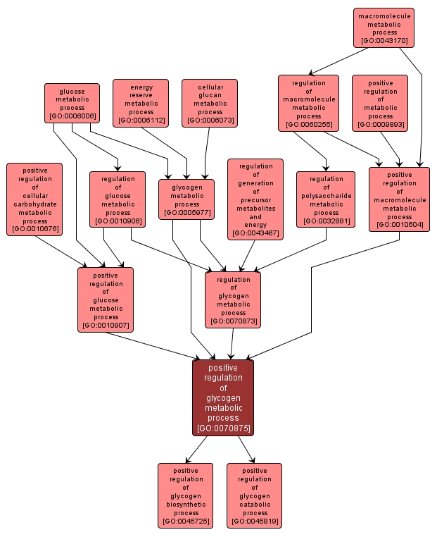 GO:0070875 - positive regulation of glycogen metabolic process (interactive image map)