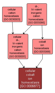 GO:0006877 - cellular cobalt ion homeostasis (interactive image map)