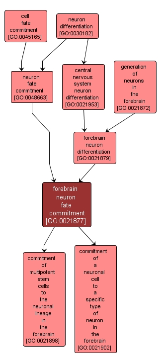GO:0021877 - forebrain neuron fate commitment (interactive image map)