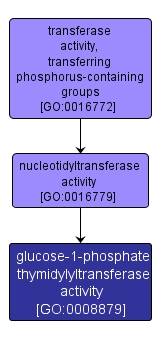 GO:0008879 - glucose-1-phosphate thymidylyltransferase activity (interactive image map)