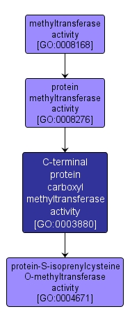 GO:0003880 - C-terminal protein carboxyl methyltransferase activity (interactive image map)