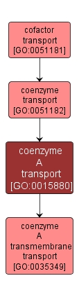 GO:0015880 - coenzyme A transport (interactive image map)