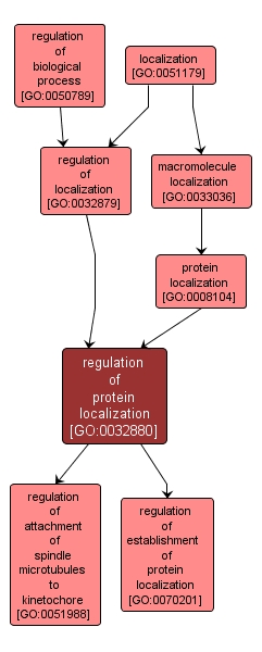 GO:0032880 - regulation of protein localization (interactive image map)