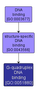 GO:0051880 - G-quadruplex DNA binding (interactive image map)