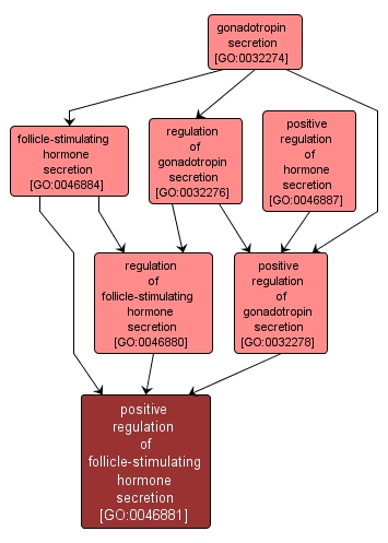GO:0046881 - positive regulation of follicle-stimulating hormone secretion (interactive image map)