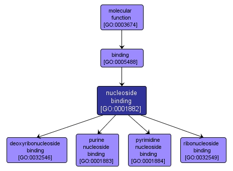 GO:0001882 - nucleoside binding (interactive image map)
