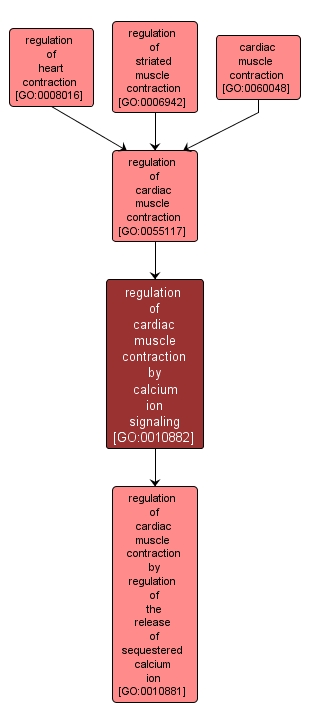 GO:0010882 - regulation of cardiac muscle contraction by calcium ion signaling (interactive image map)