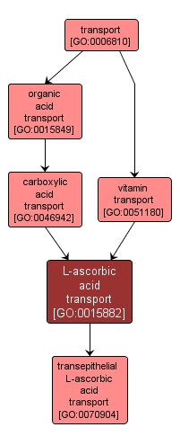 GO:0015882 - L-ascorbic acid transport (interactive image map)