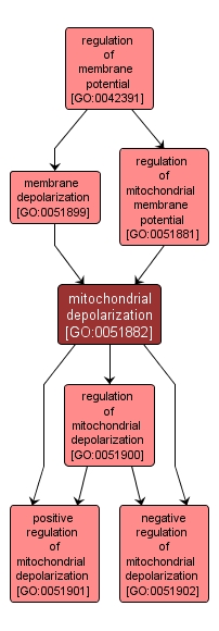 GO:0051882 - mitochondrial depolarization (interactive image map)