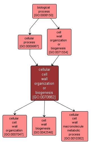 GO:0070882 - cellular cell wall organization or biogenesis (interactive image map)