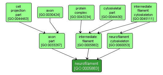 GO:0005883 - neurofilament (interactive image map)