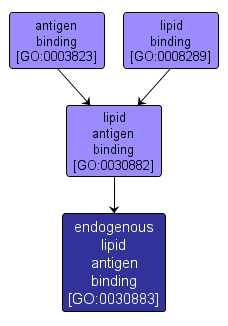 GO:0030883 - endogenous lipid antigen binding (interactive image map)