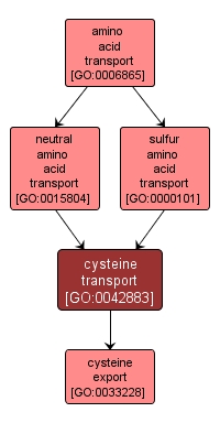 GO:0042883 - cysteine transport (interactive image map)