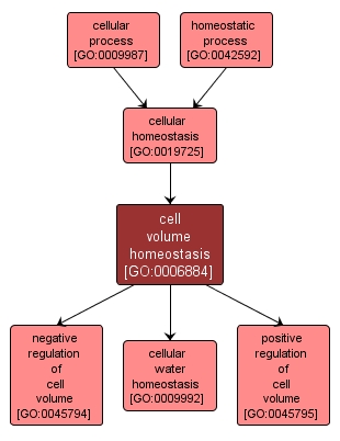 GO:0006884 - cell volume homeostasis (interactive image map)