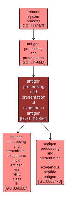 GO:0019884 - antigen processing and presentation of exogenous antigen (interactive image map)
