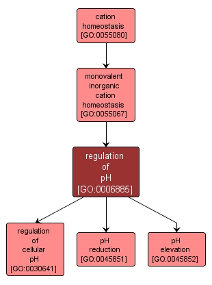GO:0006885 - regulation of pH (interactive image map)