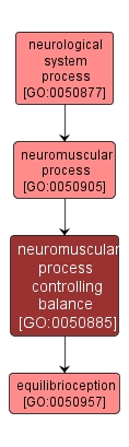 GO:0050885 - neuromuscular process controlling balance (interactive image map)
