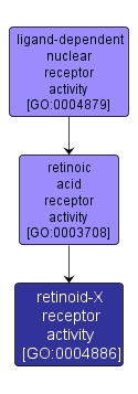 GO:0004886 - retinoid-X receptor activity (interactive image map)
