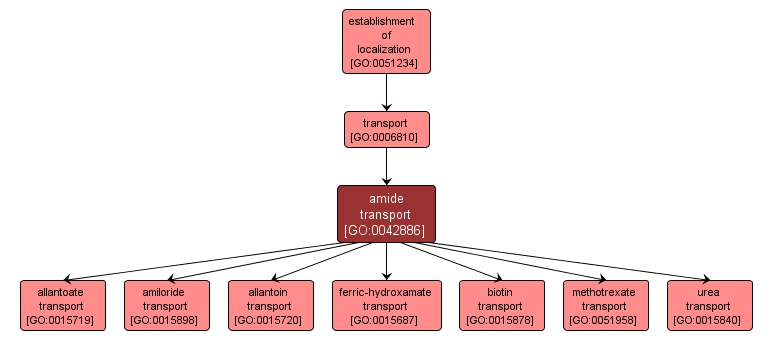 GO:0042886 - amide transport (interactive image map)