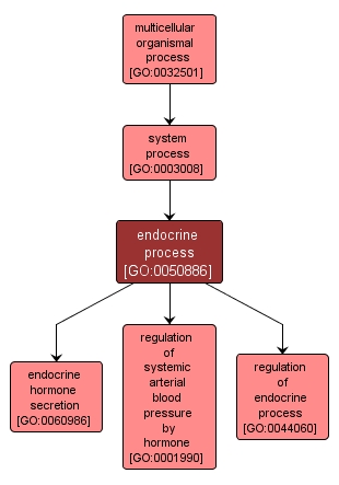 GO:0050886 - endocrine process (interactive image map)