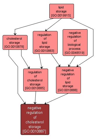 GO:0010887 - negative regulation of cholesterol storage (interactive image map)
