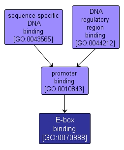 GO:0070888 - E-box binding (interactive image map)