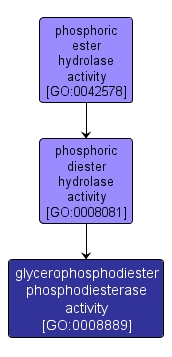 GO:0008889 - glycerophosphodiester phosphodiesterase activity (interactive image map)