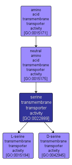GO:0022889 - serine transmembrane transporter activity (interactive image map)