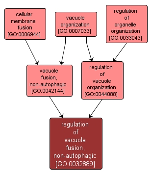 GO:0032889 - regulation of vacuole fusion, non-autophagic (interactive image map)